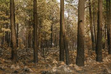 Obraz premium Forest burned by a forest fire, we can distinguish the ash from the grass, burned trunks, bushes, with predominantly ocher and green colors.