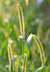 Setaria pumila grows in the field.