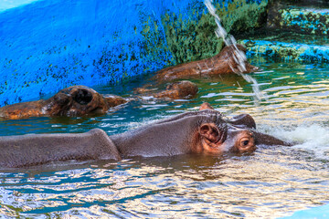 Common hippopotamus (Hippopotamus amphibius) or hippo in water