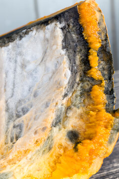 ripe orange pumpkin covered with mold and mildew