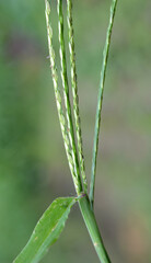 In the field, like a weed, grows Digitaria sanguinalis