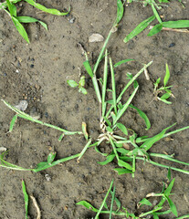 In the field, like a weed, grows Digitaria sanguinalis