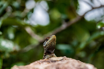 lizard on a tree