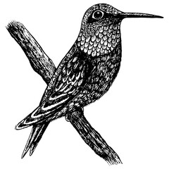 Ruby-throated hummingbird black and white illustration. Tropical bird realistic ink sketch. Line artwork. Monochrome art. Vector illustration