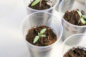 Small tomato seedlings in a plastic cups on a window sill, vegetable seed growing indoors for garden usage after