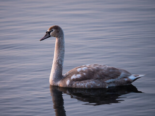 Nahaufnahme eines Jungschwans, Hcöckerschwan,
Seitenansicht, Cygnus olor