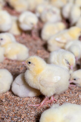 chicks of genetically improved chicken