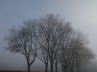 Obraz na płótnie Canvas Blick von einer Landstraße auf im nebel versinkende Bäume
