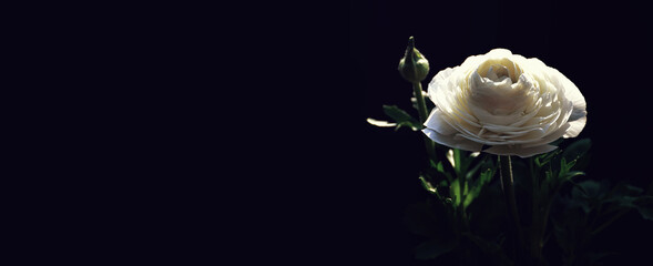 Sympathy card  with white ranunculus flower on dark background with copy space