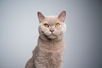 Fototapeta na wymiar portrait of a hungry 6 month old lilac british shorthair kitten looking at camera on gray background with copy space