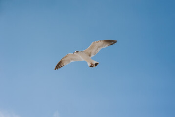A beautiful, large white sea gull flies against the blue sky, soaring above the clouds, spreading its long wings. Photo of a bird.