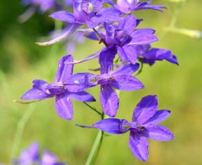 Consolida regalis blooms in the field