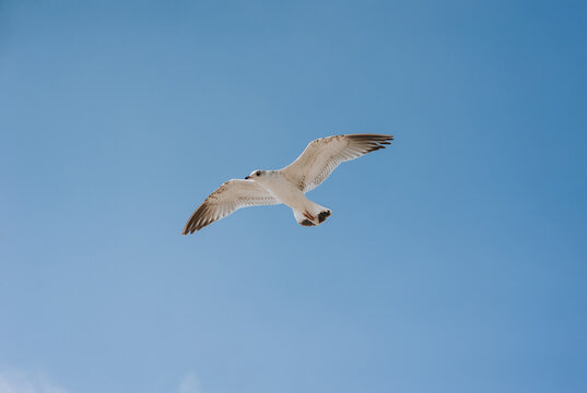 A beautiful, large white sea gull flies against the blue sky, soaring above the clouds, spreading its long wings. Photo of a bird.