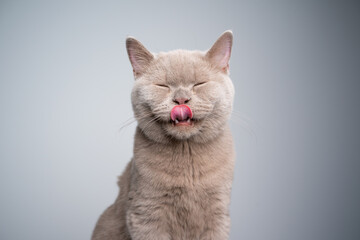 portrait of a hungry 6 month old lilac british shorthair kitten licking lips with eyes closed on...