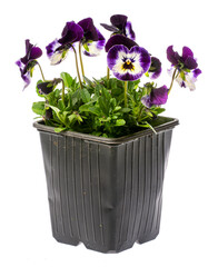 pansy flower in flower pot close up