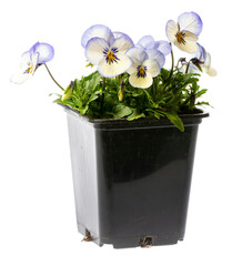 pansy flower in flower pot close up
