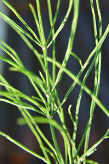 Horsetail field (Equisetum arvense) grows in the wild.