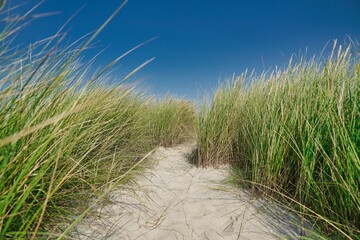 dune with marram grass and blue sky in background at Blavand, Jutland, Denmark