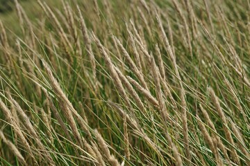 green marram grass on a dune in Jutland, Denmark - closeup
