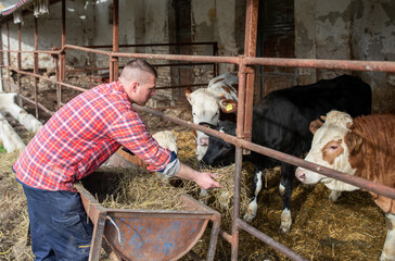 Farmer feeding cows with hay