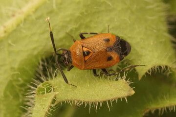Closeup of a French squasbug, Deraeocoris punctum on a green hairy leaf