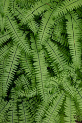 USA, Washington State, Olympic National Forest. Maidenhair ferns close-up.