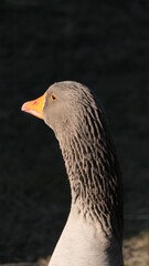 close up of a goose