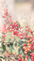 sacred bamboo berries