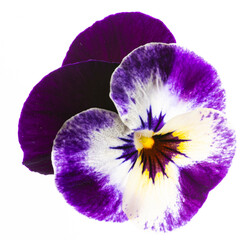 pansy flower -  flower on  white background close up