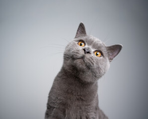 portrait of a cute 6 month old blue british shorthair kitten looking at camera curiously on gray...
