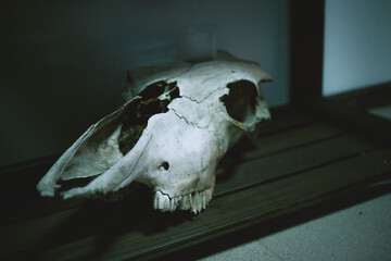 bull or cow skull on a shelf