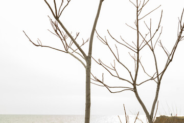 tree branches without leaves on the background of the sea and sky
