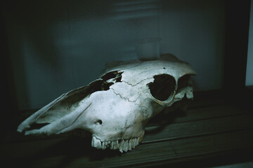 bull or cow skull on a shelf