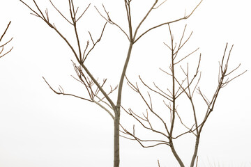 tree branches without leaves on the background of the sea and sky