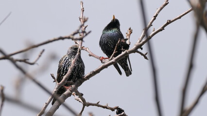 starlings on a branch