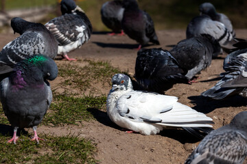 hungry pigeons living in the city