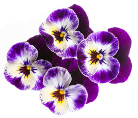 pansy flower -  flower background close up