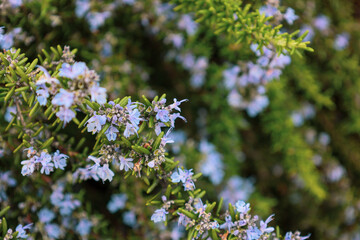 ローズマリーの花