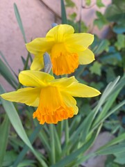 Obraz premium yellow daffodil flower