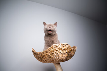 6 month old lilac british shorthair kitten sitting on top of scratching post crying making funny...