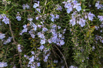 ローズマリーの花