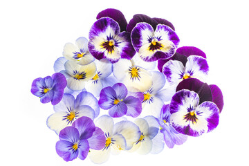 pansy flower -  flower background close up