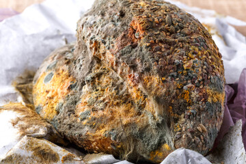 Mold growing on a loaf of bread.blue and pink mold on bread close-up