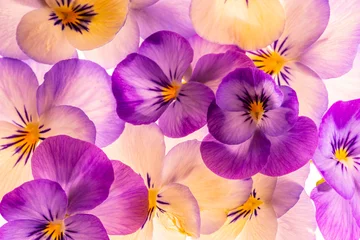  pansy flower -  flower background close up © Vera Kuttelvaserova