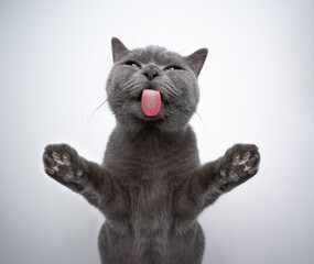 bottom view of 6 month old blue british shorthair kitten licking window glass with copy space
