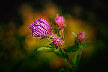 Some Wild flowers along the edge of our yard in Windsor in Broome County in Upstate NY.  Purple, Lavender, Green and Yellow.  Buds not fully open yet!  Spring is in full swing.  Soft focus background.