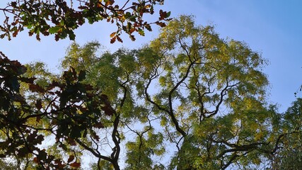 a fall scene with one tree with brown leaves in the foreground, one tree with light green, yellowish leaves in the background with a blue sky