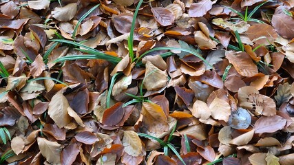 green grass almost completely covered by brown leaves in the fall