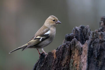Common Chaffinch (Fringilla coelebs) on a tree trunk in the forest of Overijssel in the Netherlands. 