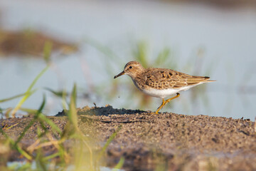 sandpiper in shallow water during migration